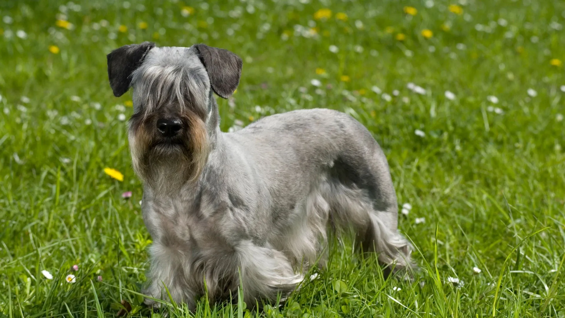 Cesky Terrier